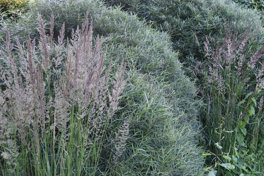  Rozemarijnwilg, Bosplantsoen (Salix Elaeagnos 'Angustifolia')