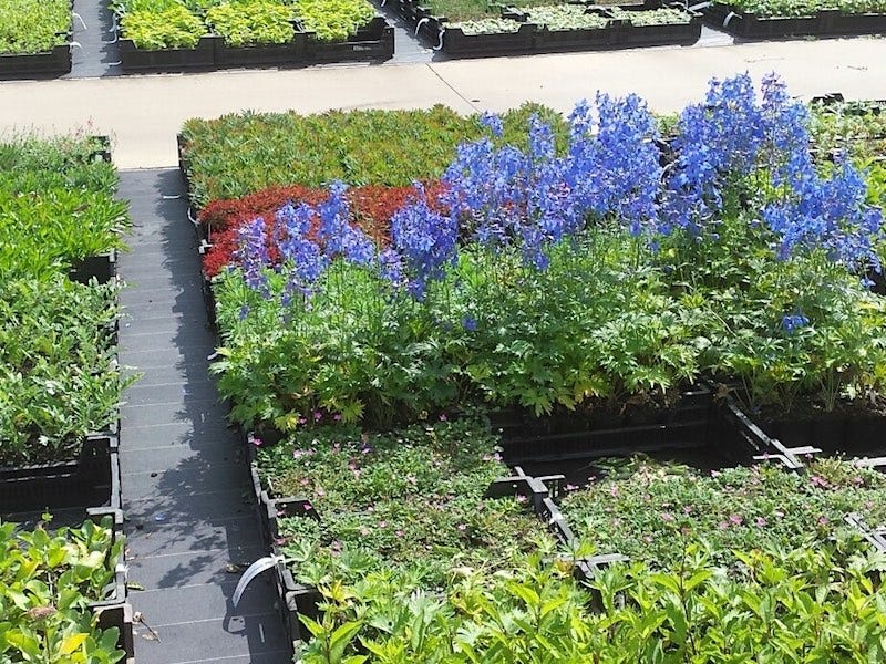  Planten Verrassingspakket