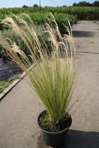  Vedergras (Stipa Tenuissima 'Ponytails')