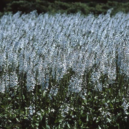  Ereprijs (Veronica Gentianoides)