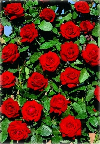  Klimroos (Rosa 'Velvet Star') 