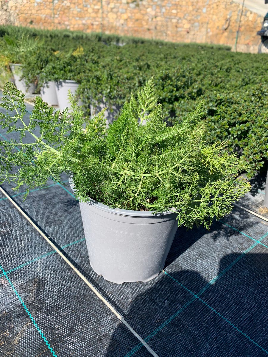  Venkel (Foeniculum Vulgare)