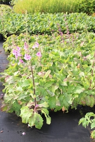  Toorts (Verbascum 'Pink Domino')