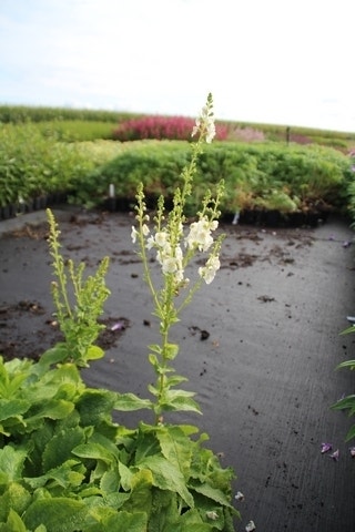 Toorts (Verbascum 'Pink Domino')