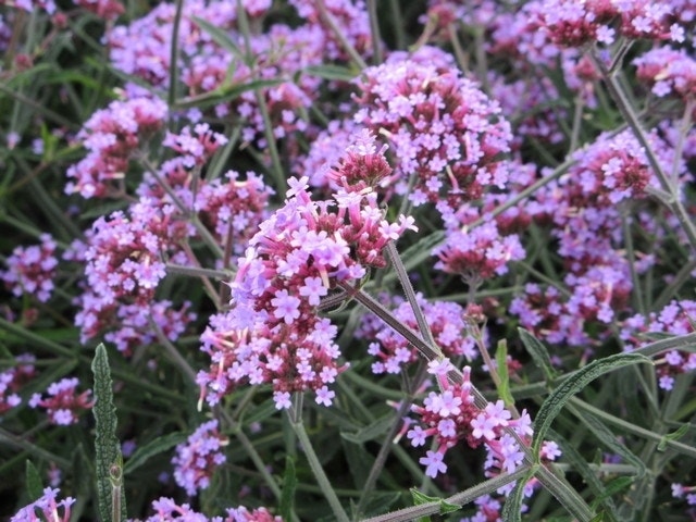  IJzerhard (Verbena Bonariensis 'Lollipop') BIO