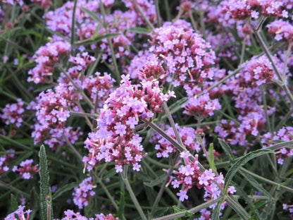  IJzerhard (Verbena Bonariensis 'Lollipop') BIO