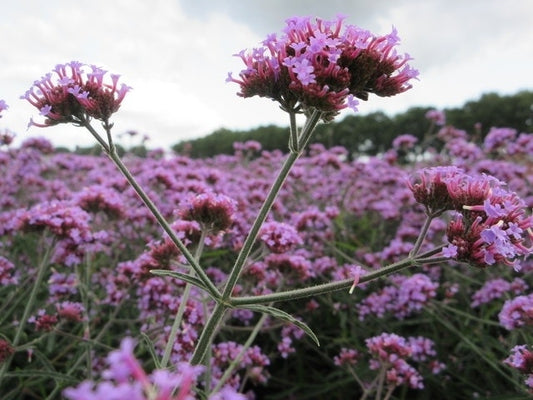  IJzerhard (Verbena Bonariensis 'Lollipop') BIO