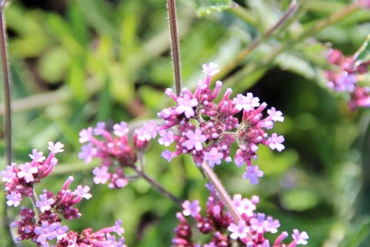  IJzerhard (Verbena Bonariensis 'Lollipop') BIO