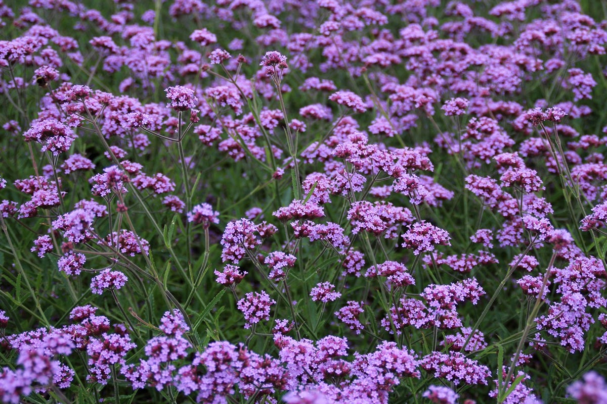  IJzerhard (Verbena Bonariensis 'Lollipop') BIO