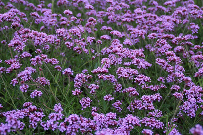  IJzerhard (Verbena Bonariensis 'Lollipop') BIO