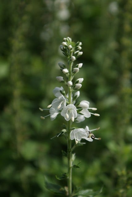  Ereprijs (Veronica Spicata 'Icicle')