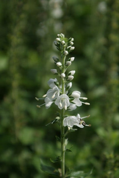  Ereprijs (Veronica Spicata 'Icicle')
