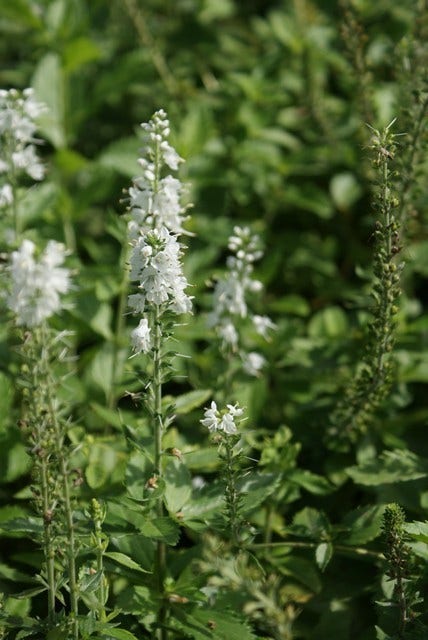  Ereprijs (Veronica Spicata 'Icicle')