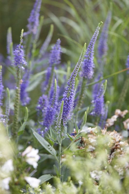  Ereprijs (Veronica Longifolia) BIO