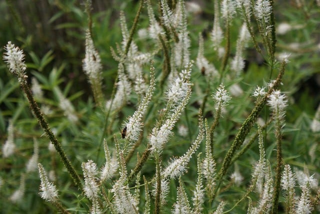  Virginische Ereprijs (Veronicastrum Virginicum 'Album')