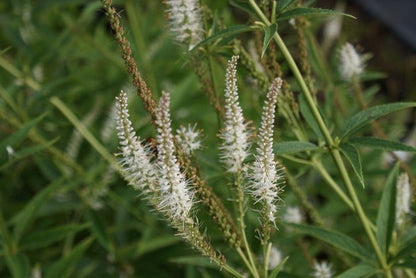  Virginische Ereprijs (Veronicastrum Virginicum 'Album')