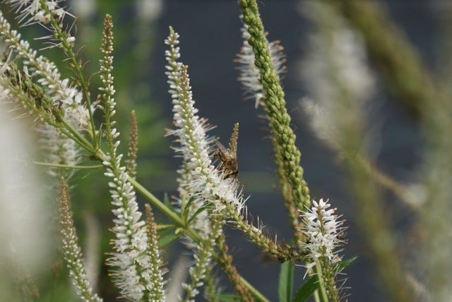  Virginische Ereprijs (Veronicastrum Virginicum 'Album')