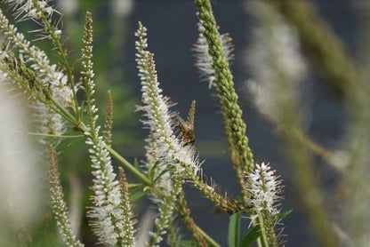  Virginische Ereprijs (Veronicastrum Virginicum 'Album')