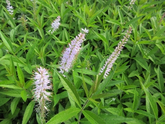  Virginische Ereprijs (Veronicastrum Virginicum 'Lavendelturm')
