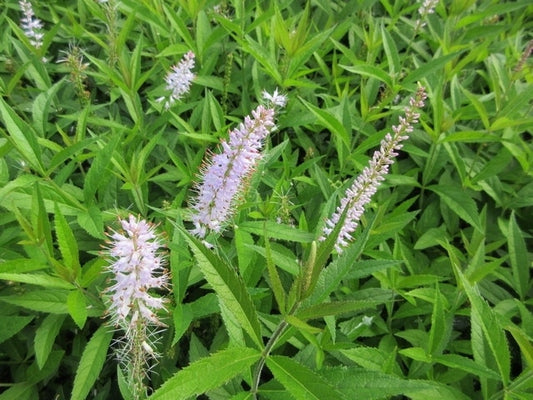  Virginische Ereprijs (Veronicastrum Virginicum 'Lavendelturm')