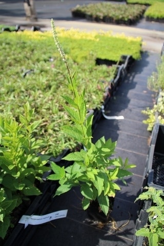  Virginische Ereprijs (Veronicastrum Virginicum)