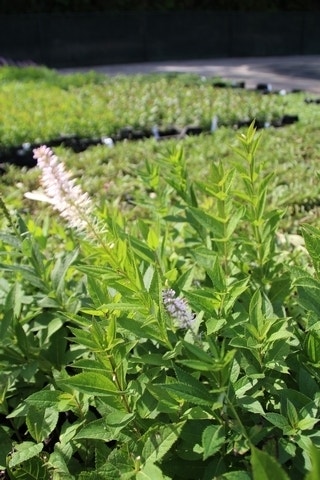  Virginische Ereprijs (Veronicastrum Virginicum)