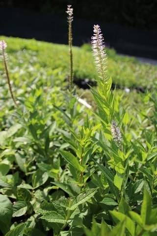  Virginische Ereprijs (Veronicastrum Virginicum)