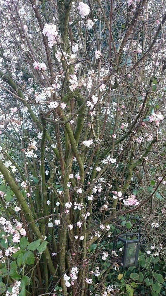  Sneeuwbal (Viburnum Bodnantense 'Charles Lamont')
