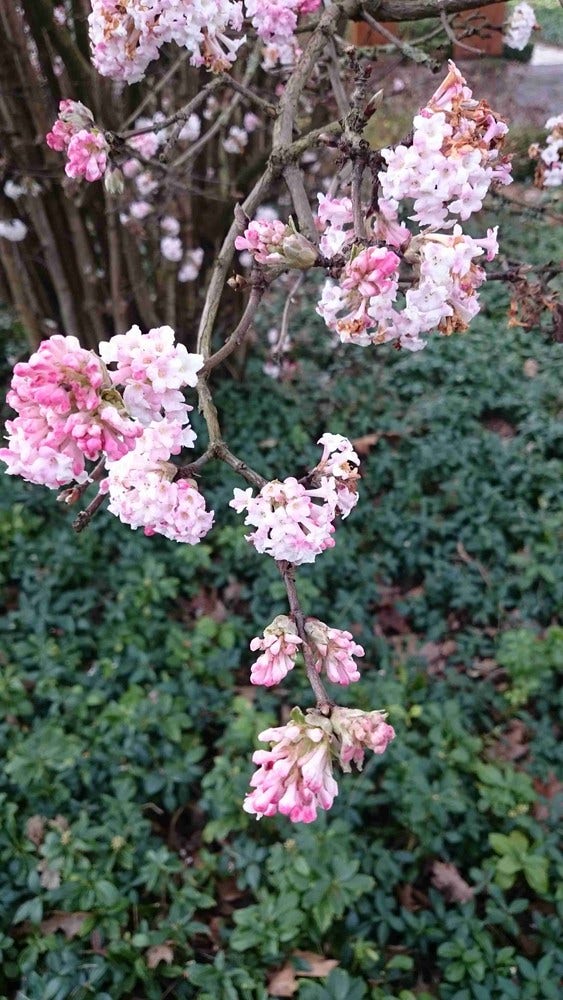  Sneeuwbal (Viburnum Bodnantense 'Dawn')