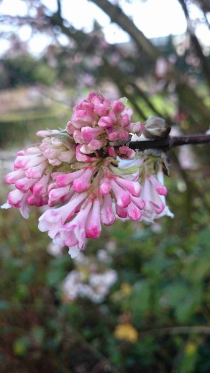  Sneeuwbal (Viburnum Bodnantense 'Charles Lamont')