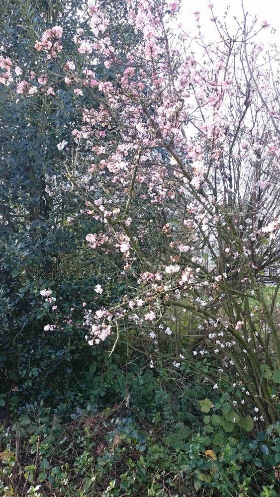  Sneeuwbal (Viburnum Bodnantense 'Charles Lamont')