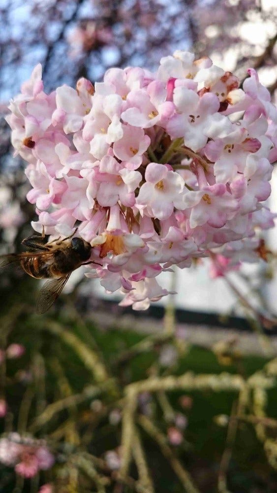  Sneeuwbal (Viburnum Bodnantense 'Charles Lamont')
