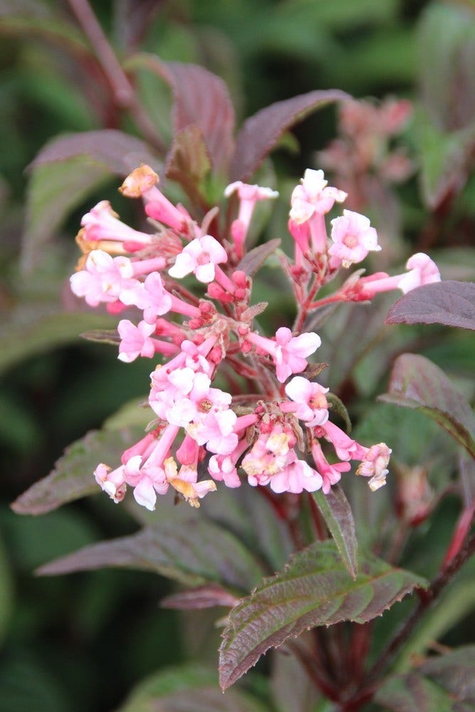  Sneeuwbal (Viburnum Bodnantense 'Dawn')