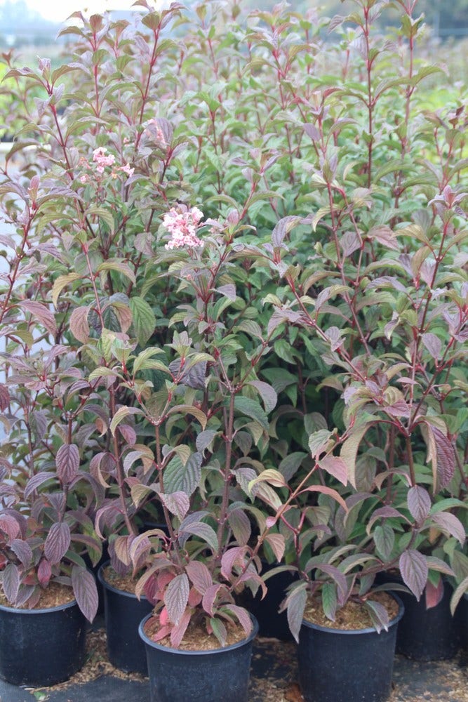  Sneeuwbal (Viburnum Bodnantense 'Dawn')