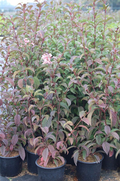 Sneeuwbal (Viburnum Bodnantense 'Dawn')