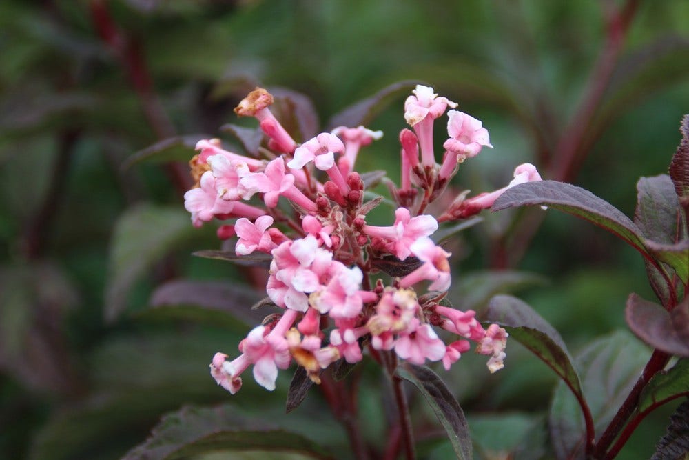  Sneeuwbal (Viburnum Bodnantense 'Dawn')