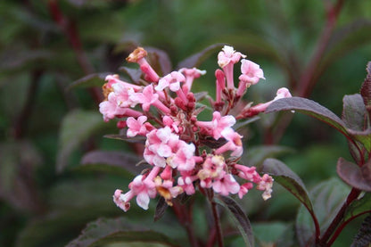  Sneeuwbal (Viburnum Bodnantense 'Dawn')
