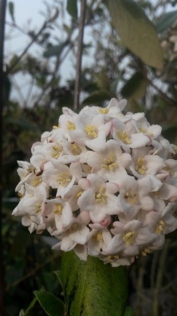  Sneeuwbal (Viburnum Burkwoodii)