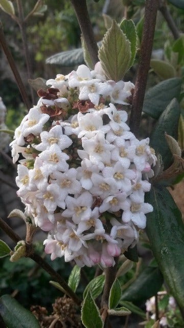  Sneeuwbal (Viburnum Burkwoodii)