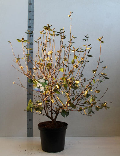  Sneeuwbal (Viburnum Burkwoodii)