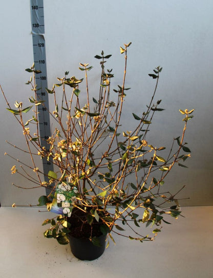  Sneeuwbal (Viburnum Burkwoodii)