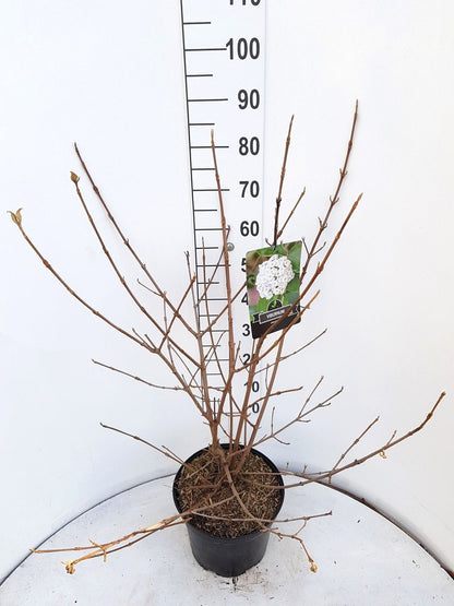  Sneeuwbal (Viburnum Carlcephalum)