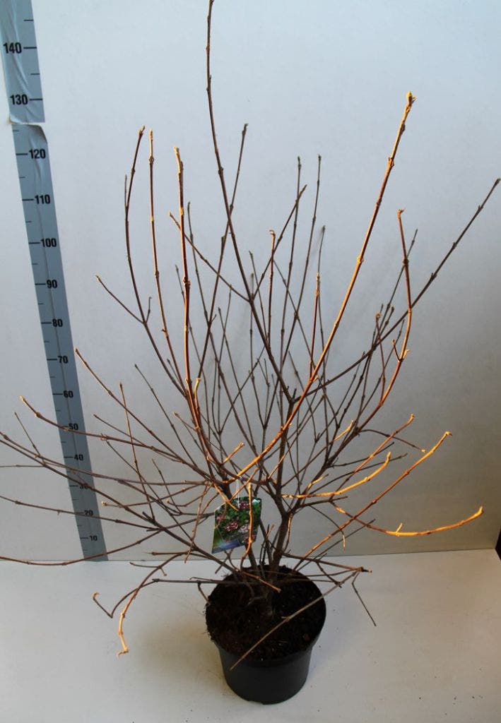  Sneeuwbal (Viburnum Carlesii 'Aurora')