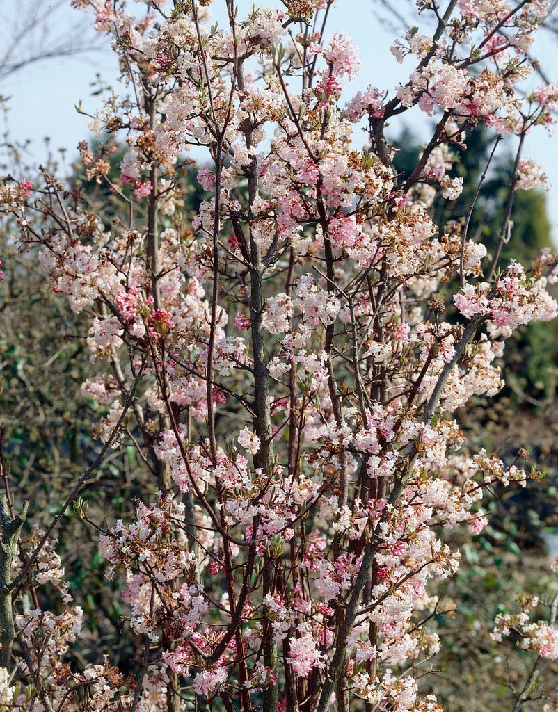  Sneeuwbal (Viburnum Bodnantense 'Charles Lamont')