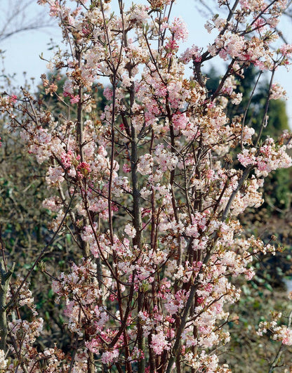  Sneeuwbal (Viburnum Bodnantense 'Charles Lamont')