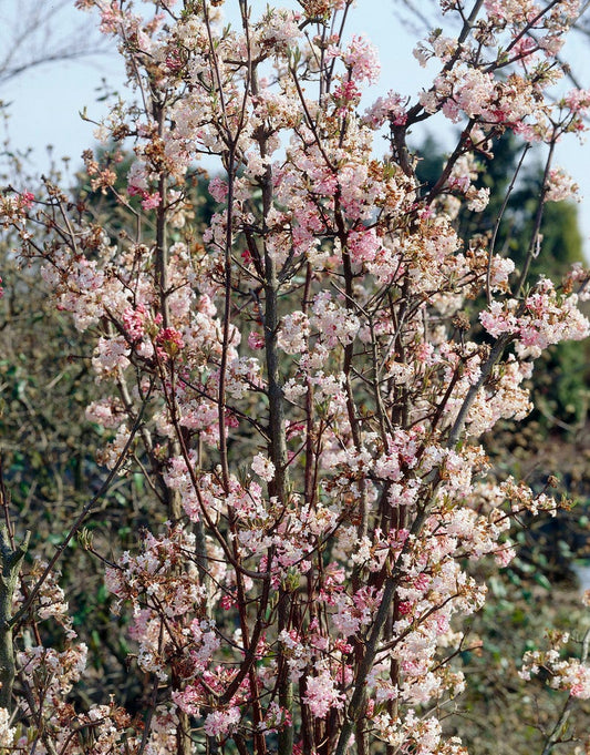  Sneeuwbal (Viburnum Bodnantense 'Charles Lamont')