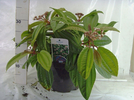  Sneeuwbal (Viburnum Davidii)