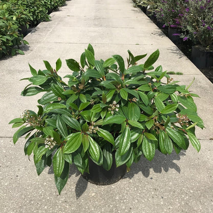  Sneeuwbal (Viburnum Davidii)