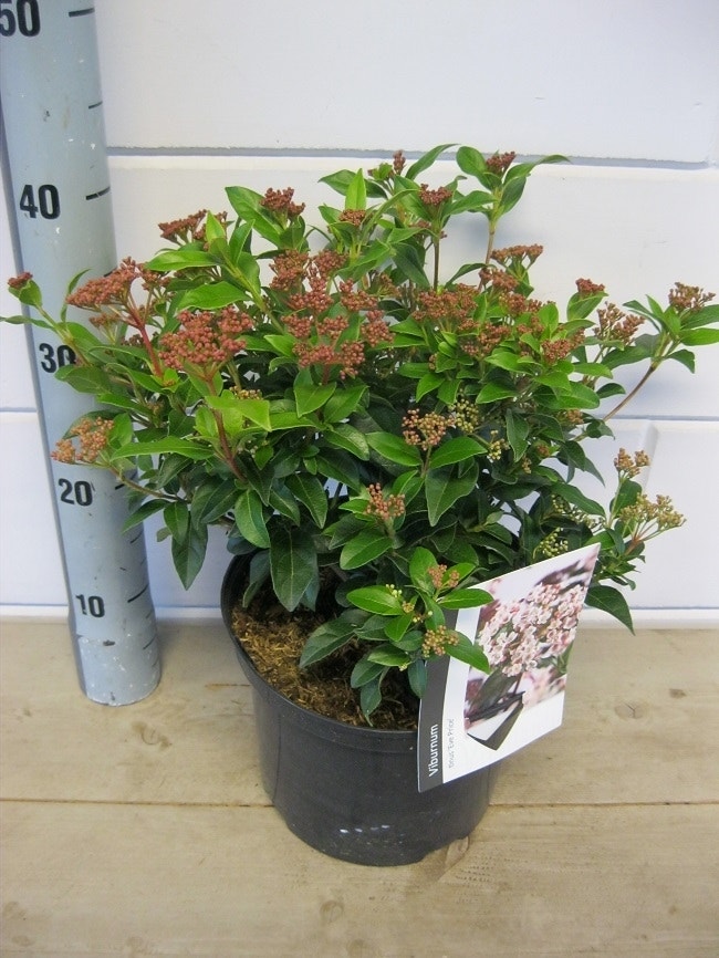  Groenblijvende Sneeuwbal (Viburnum Tinus 'Eve Price')