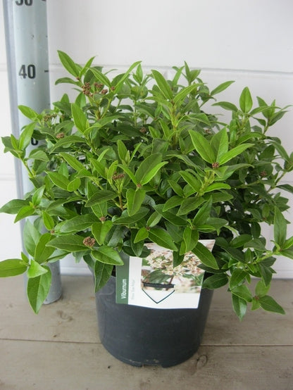  Groenblijvende Sneeuwbal (Viburnum Tinus 'Eve Price')
